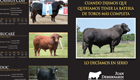 JUAN DEBERNARDI TRIPTICO BRANGUS 2011